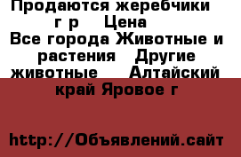 Продаются жеребчики 14,15 16 г.р  › Цена ­ 177 000 - Все города Животные и растения » Другие животные   . Алтайский край,Яровое г.